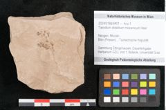 Foto (Objekt + Etikett) von Taxodium distichum miocenicum Heer (NHMW-GEO-2024-0188-6401)